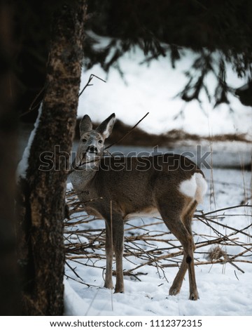 Roe deer in winter time, Forest background, snow and branches.