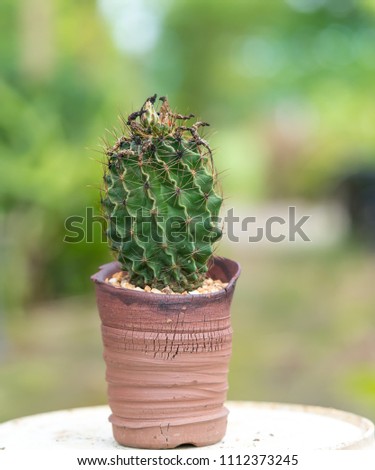 Long  green  cactus  with  sharp  thorn
in  a  brown  pot  with  blurry  bokeh  
background.