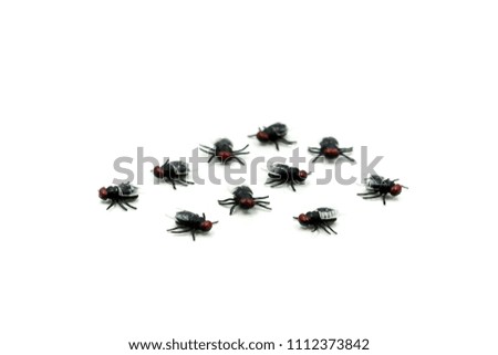 Close up Fly on a white background . Live house fly concept.