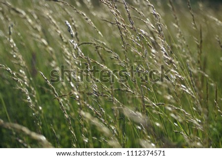 background of green grass                     
