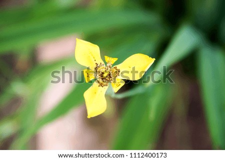 Yellow Orchid and Green Leaf