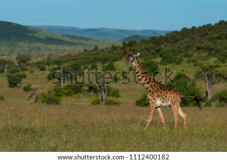 Giraffe in Maasai Mara