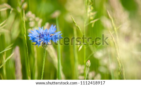 Single solitary flowering wild flower in the high green grass. Contrasting colors in the landscape with this blue cornflower. Atmospheric nature scene with fresh spring scene