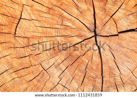 Interesting wooden texture. Tree sawing