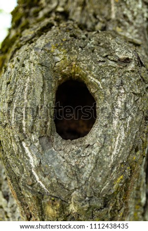 hollow in the tree