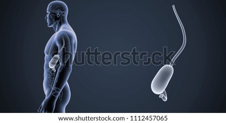 Stomach zoom with organs lateral view 3d illustration