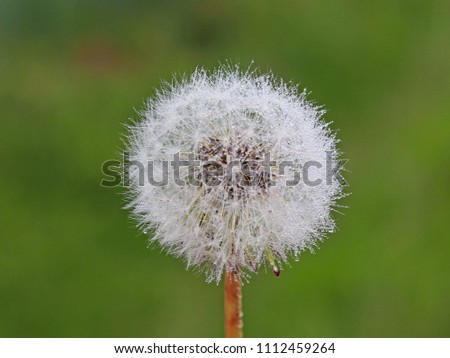 Macro photography of a white ball of a dandelion flower on a blurred green background. Fauna of temperate climate. Green plants and the ecology of the natural environment. Stages of development of liv