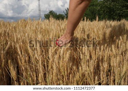 field of wheat touched by the hand of spikes in the sunset light.