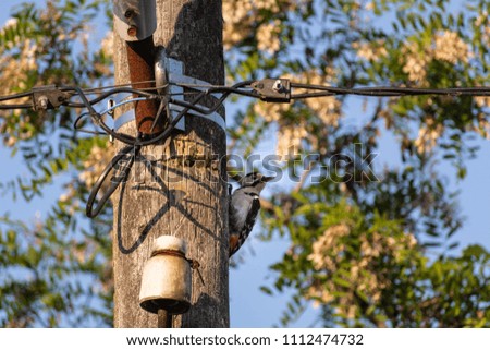 Woodpecker on a wooden electric pole at sunset