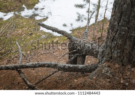 Tree roots on the slope of a ravine with water covered with snow in an early spring day