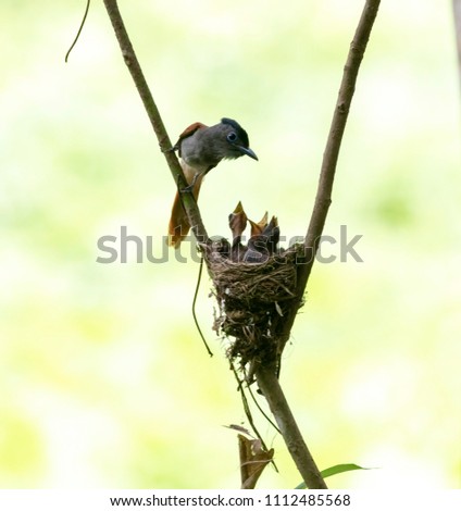 Paradise flycatcher and young birds.