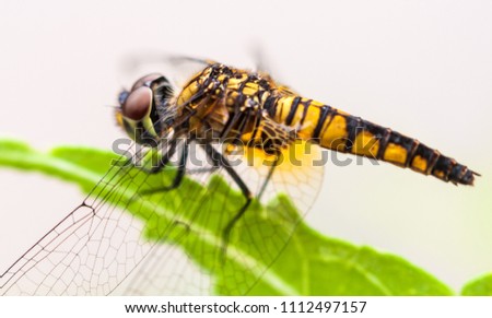 Closeup of yellow colored dragon fly resting on the tip of green leaf, shallow depth of field.