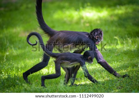Two Geoffroy's Spider Monkeys walking together. This primate is also referred to as black-handed spider monkey or Ateles geoffroyi. Royalty-Free Stock Photo #1112499020