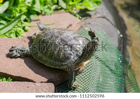 red eared turtle close up in nature environment