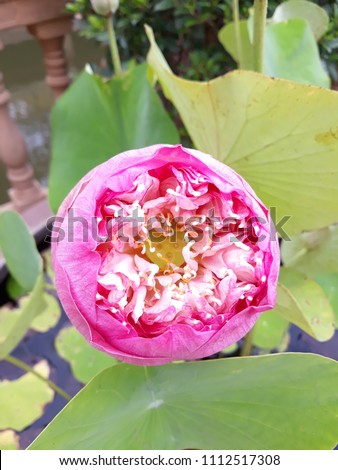Beautiful Pink Lotus (Nelumbo nucifera), flowering plants Nelumbonaceae (Sacred lotus family - also known as Indian lotus)