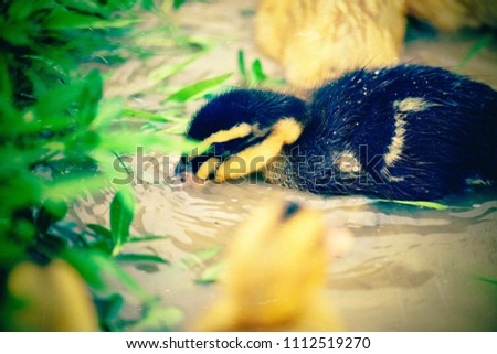 Duckling in rice field