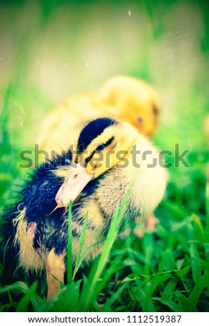 Duckling in rice field