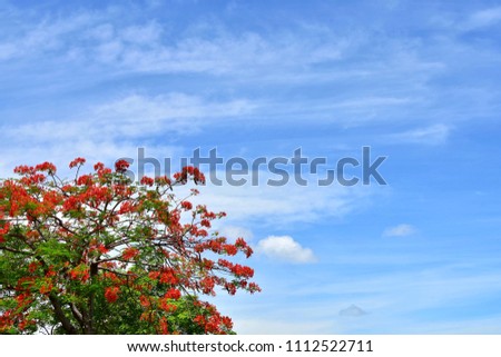 Red flowers on top of tree with clouds and blue sky background