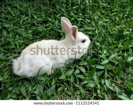 White rabbit in grass field, Thailand Phrae province.