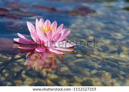 Beautiful water lily plants used at natural swimming pool for filtering and purifying water without chemicals