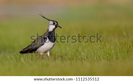 Northern Lapwing - Vanellus vanellus - at the Nemunas river delta, Lithuania