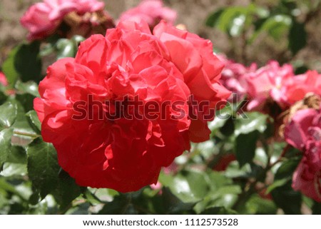 Red and pink peony flowers