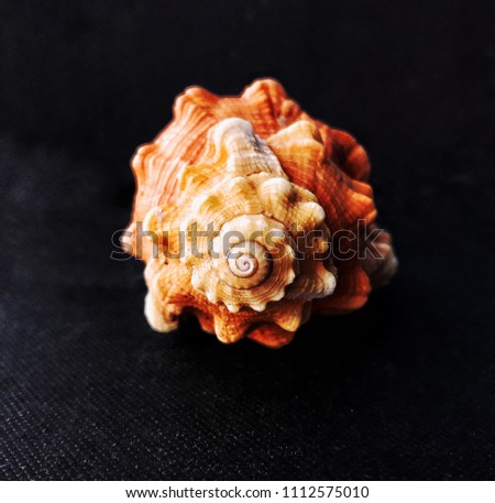 Seashell Comb Venus a dark background.  Seashell Crest.Neogastropoda.