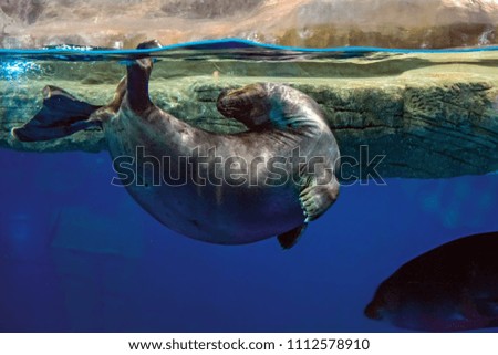 Fur seal is sporting in the water. Beautiful and fast seal plays in the sun at the surface of the water. View from the side from under the water.