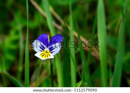 wild flower of pansy with a mosquito sitting on a petal on a blurred grass background