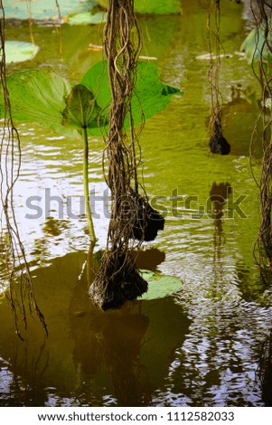 A parasitic plant is a plant that derives some or all of its nutritional requirements from another living plant. They are hanging over the water lily (lotus)pond.