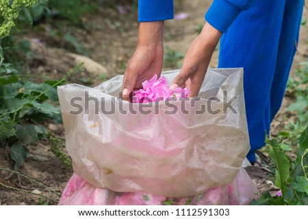 Fresh pink roses (Rosa damascena, Damask rose) in sack for perfumes and rose oil in garden on a bush during spring. Close up view of  hands and  picked roses. Selective focus. Agricultural concept. Royalty-Free Stock Photo #1112591303