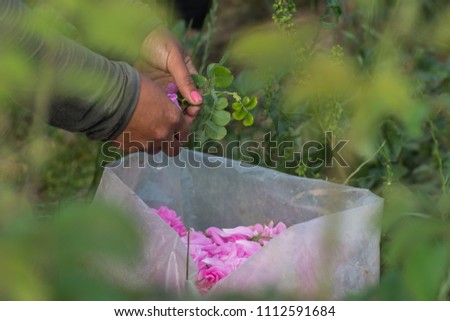 Woman picking pink roses (Rosa damascena, Damask rose) for perfumes and rose oil in garden  during spring. Close up view of her cracked hands and the picked roses. Selective focus Agricultural concept Royalty-Free Stock Photo #1112591684