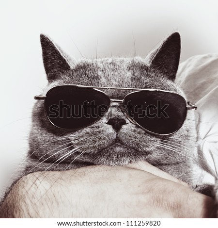 Funny muzzle of gray British cat in sunglasses closeup