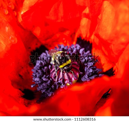 A macro image of a Bumble Bee on an red oriental poppy.
