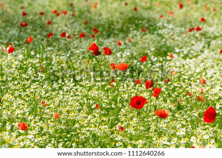 Red poppy on a meadow with a lot of white daisies or chamomile and cornflower in golden sunlight, abundance wild flower background with copy space, selected focus, narrow depth of field.