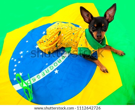 Dog dressed in green and yellow dress. Lying on Brazil flag. Beside green glasses. Space for your text. Royalty-Free Stock Photo #1112642726