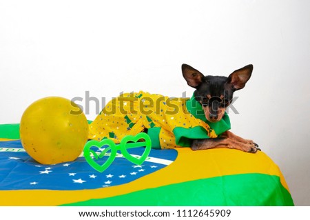 Cachorra Pincher, torcedora do Brasil.Cheerleader, brazil.Green yellow dress.White background.Close view.Space for text.