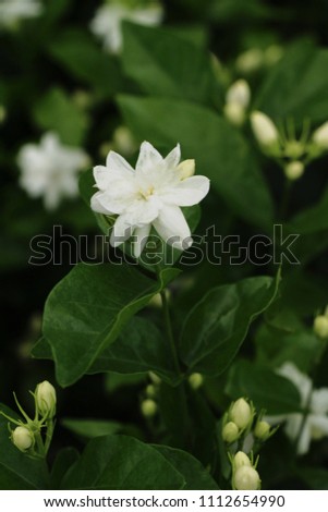 White flower in garden