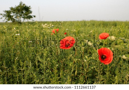 Flowers, red poppies on the field. They are fascinated by their beauty and not by repetition, and not only me, but also insects that fly around.Ukrainian nature.