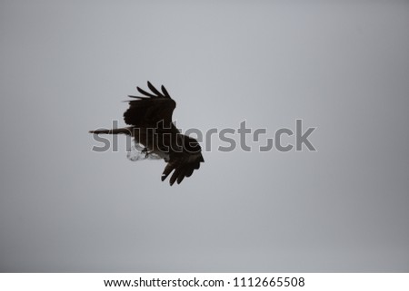Nature Wild Flying Bird