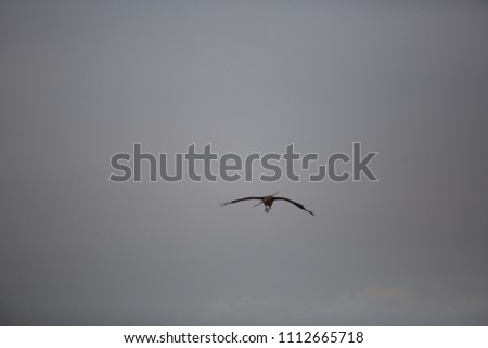 Nature Wild Flying Bird