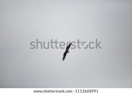 Flying Bird Nature
