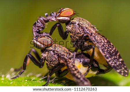 small gas mask fly kiss in mating on green leaf in fresh season nature