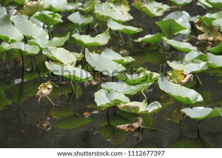water plants on a surface of a river