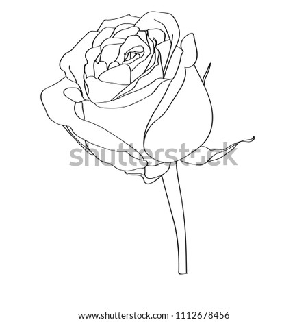 Line art of the rose. Vector illustration. 