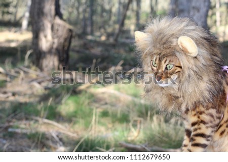 Comedic image of cat with a wig