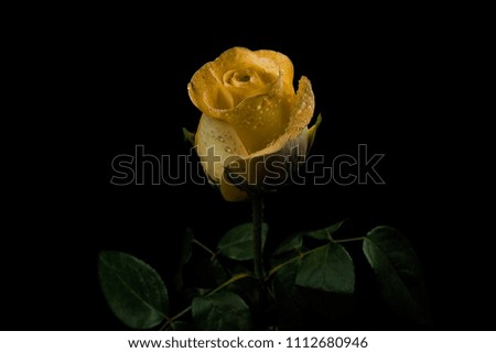 lovely flower blooming. beautiful color yellow rose .yellow color tone .	
Beautiful flower petals.rose on black background.
