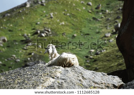 Goat Animal Pictures