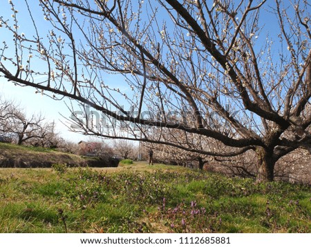 Japanese plum tree