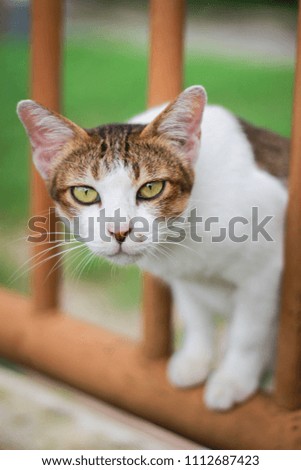 Portrait of a surprised cat.  